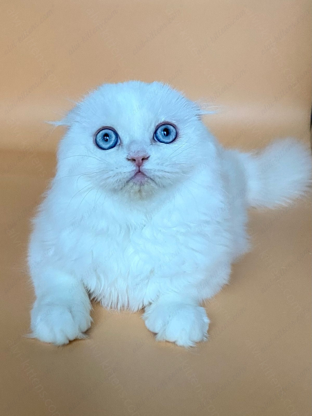 scottish longhair kitten name "Kasper"