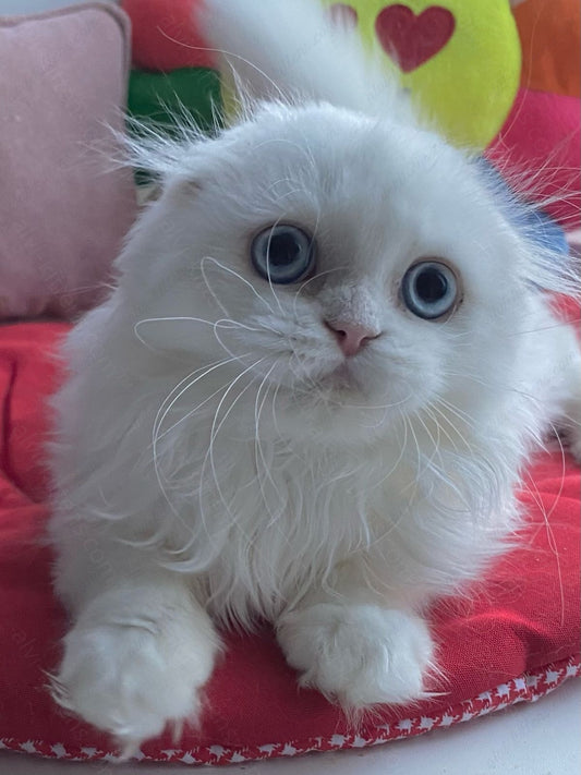 scottish  longhair kitten name "Kasper"