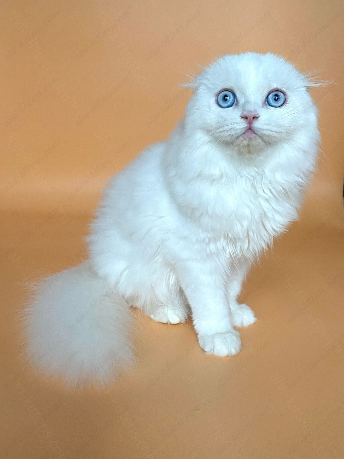 scottish longhair kitten name "Kasper"