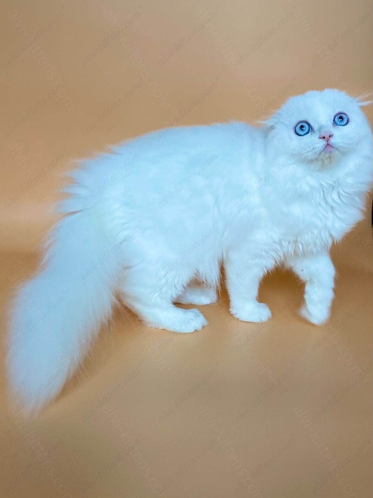 scottish longhair kitten name "Kasper"