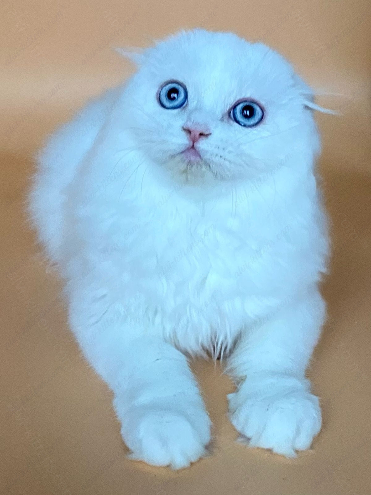 scottish longhair kitten name "Kasper"