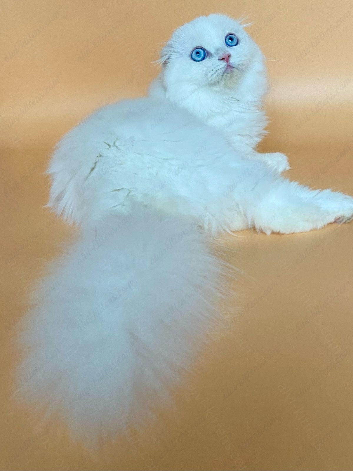 scottish longhair kitten name "Kasper"