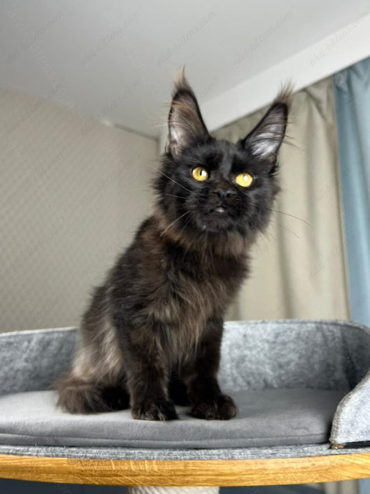 Maine Coon Kitten Name "Bagira"