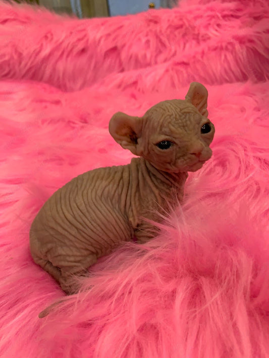 Dwelf Kitten Name "Dm-005"