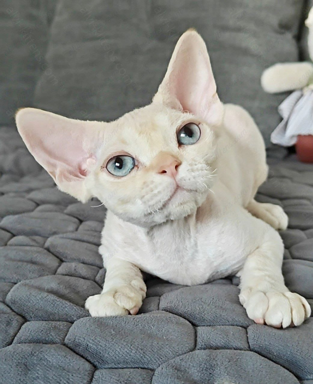 Devon rex kitten name "Koul"