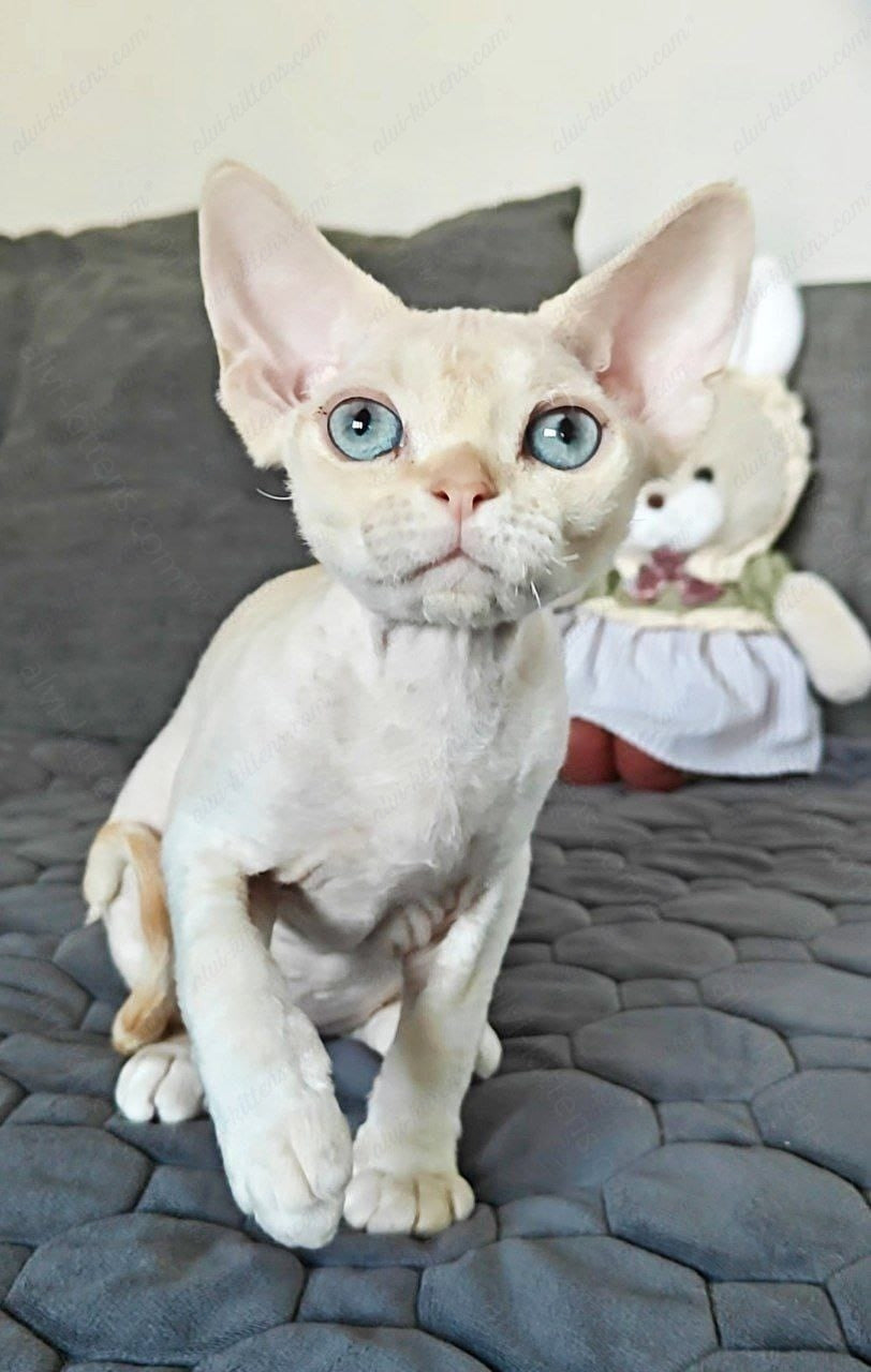 Devon rex kitten name "Koul"