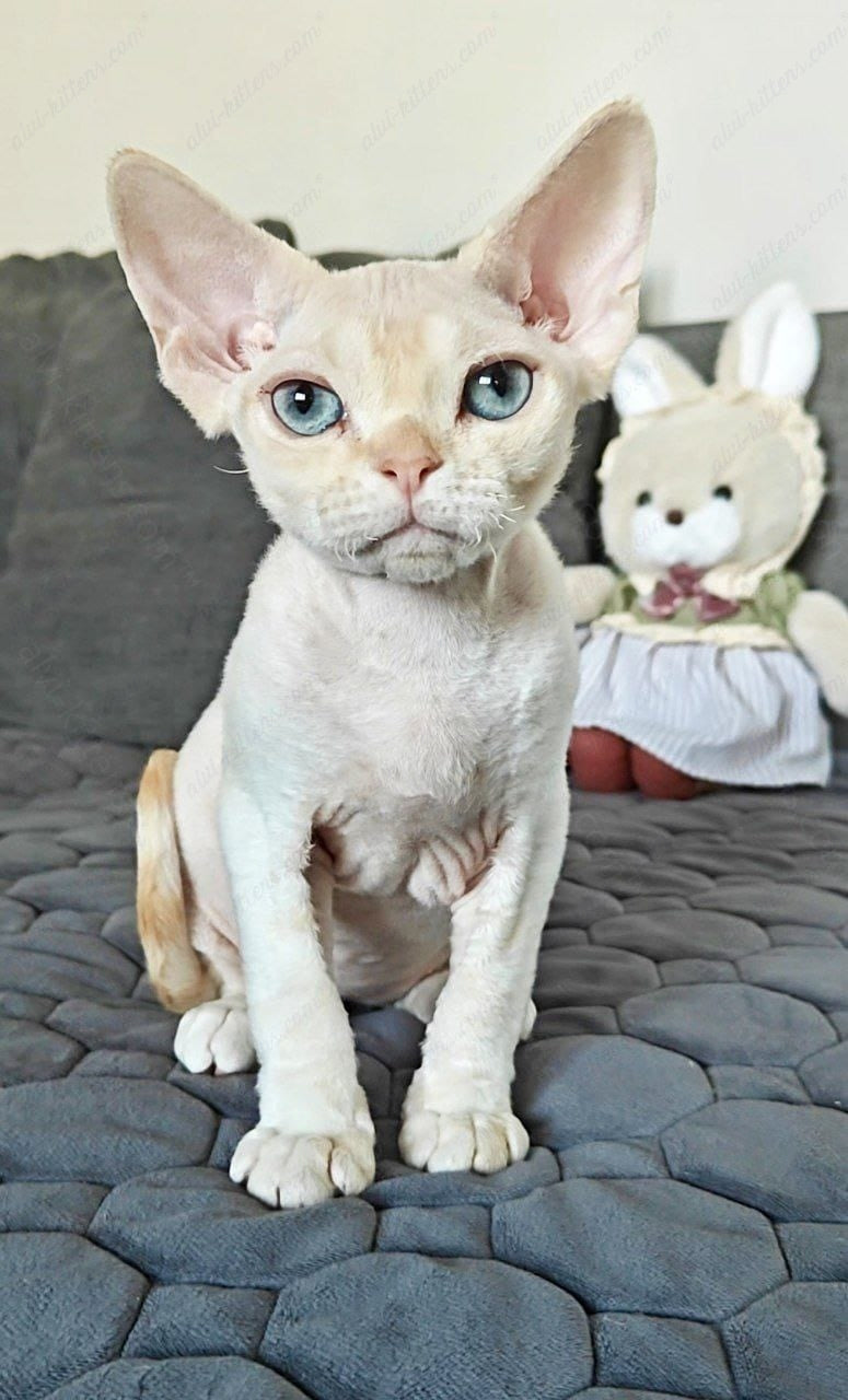 Devon rex kitten name "Koul"
