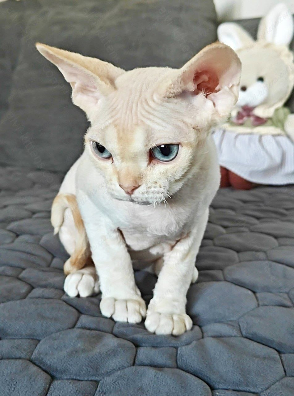 Devon rex kitten name "Koul"