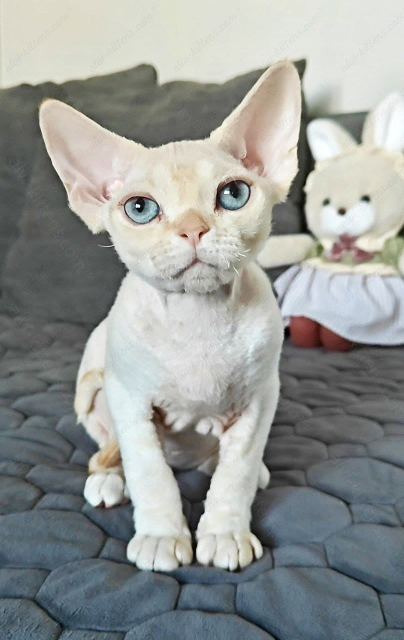 Devon rex kitten name "Koul"