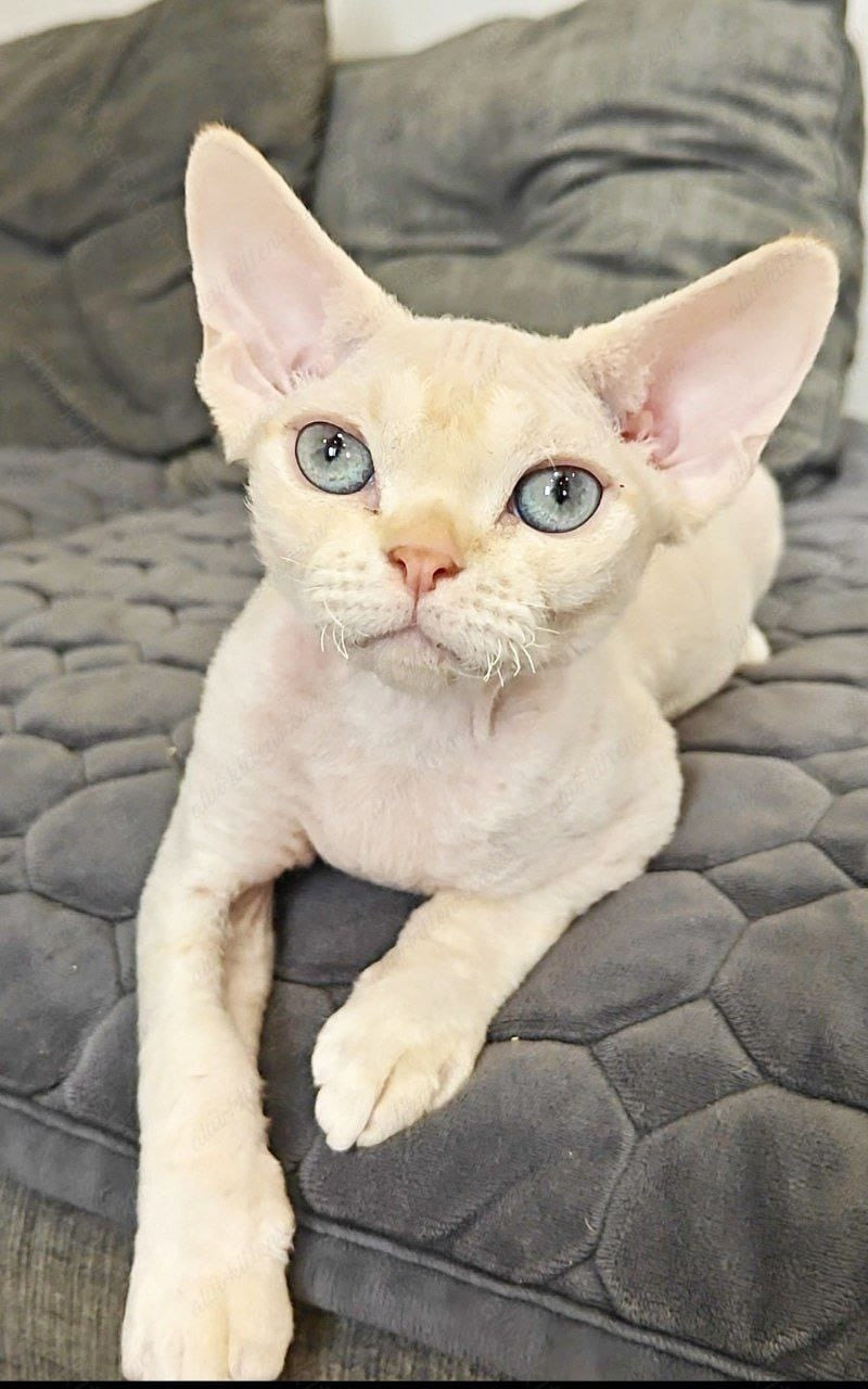 Devon rex kitten name "Koul"