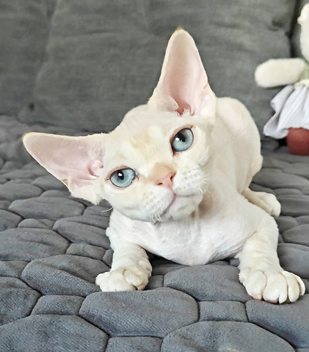 Devon rex kitten name "Koul"