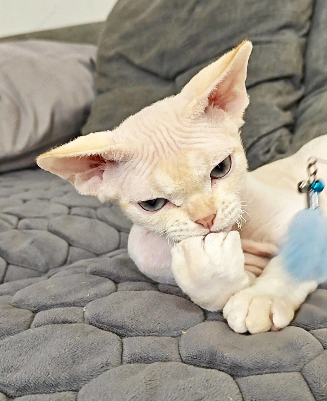 Devon rex kitten name "Koul"
