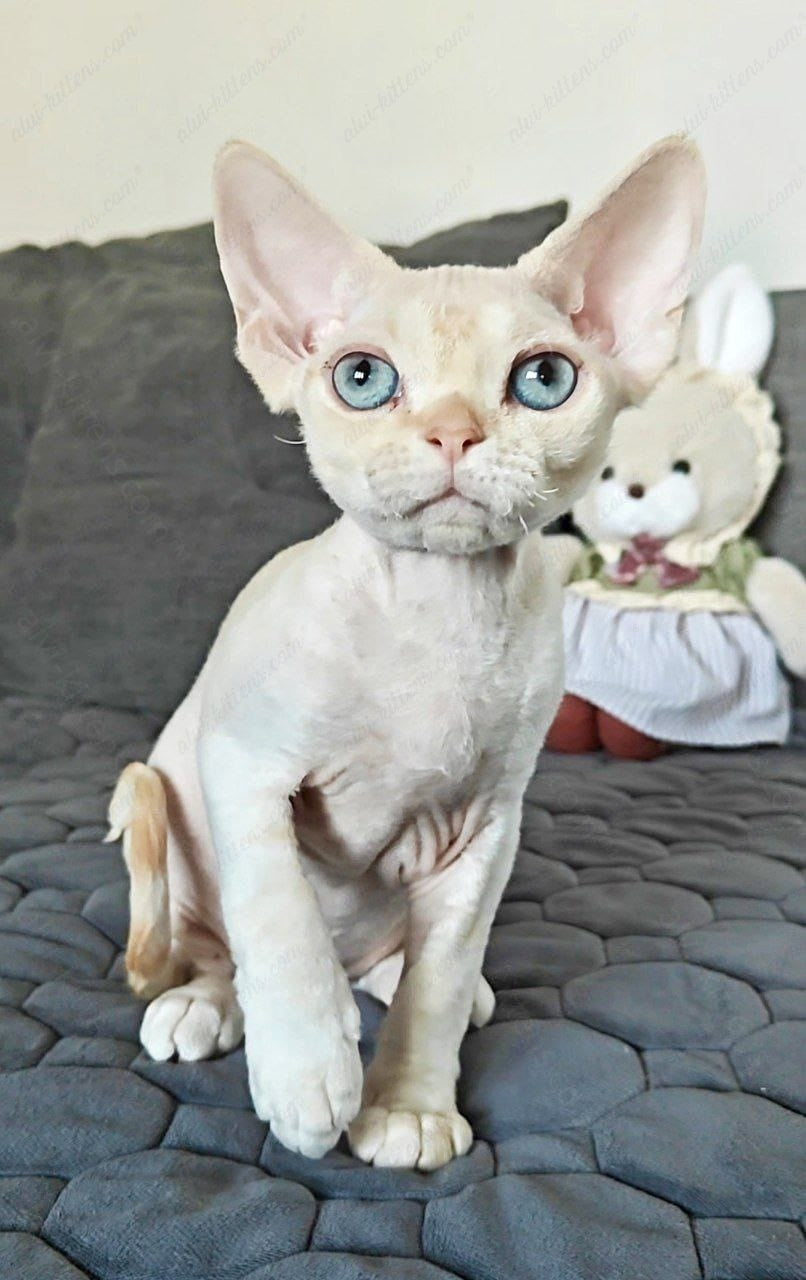 Devon rex kitten name "Koul"