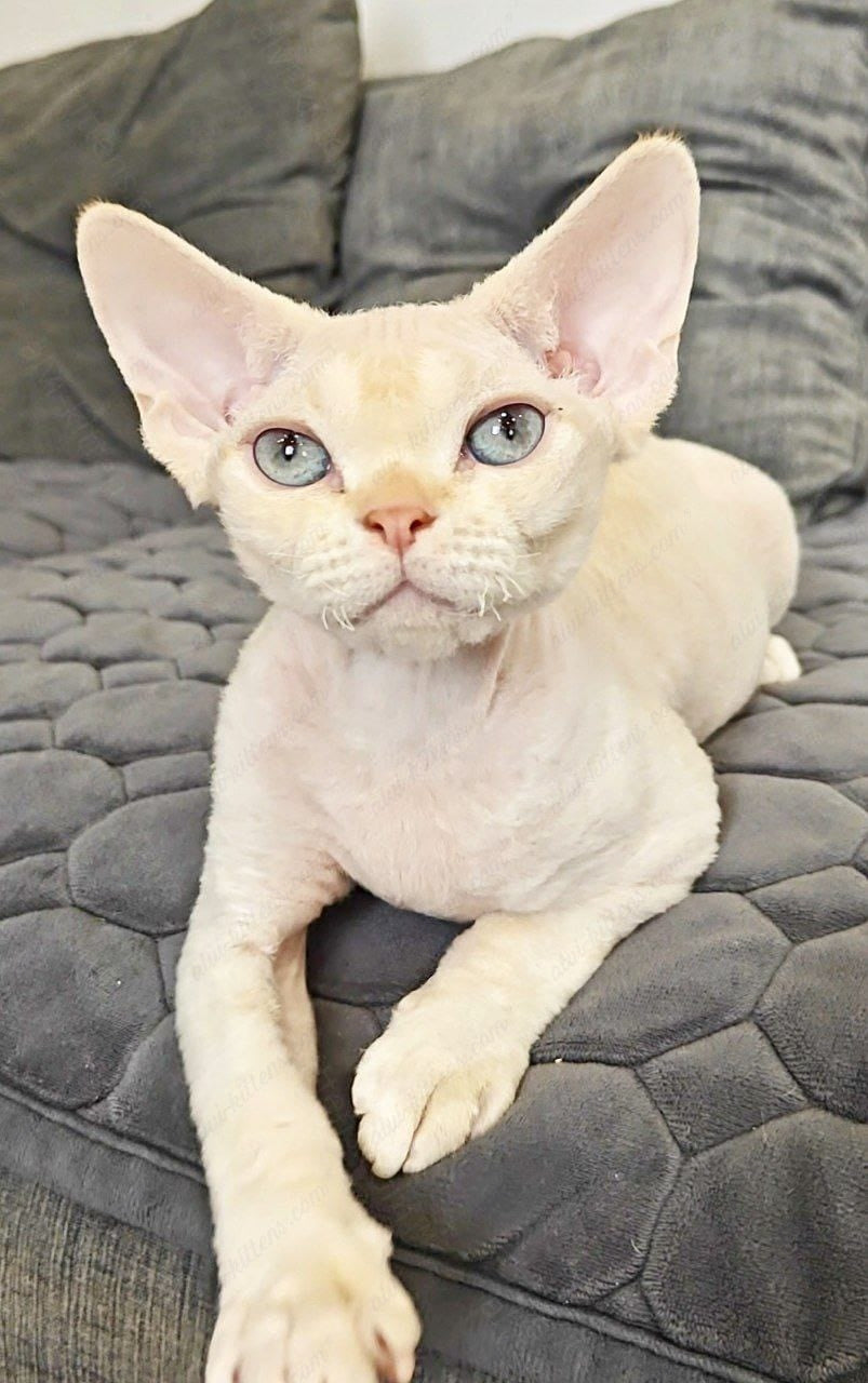 Devon rex kitten name "Koul"