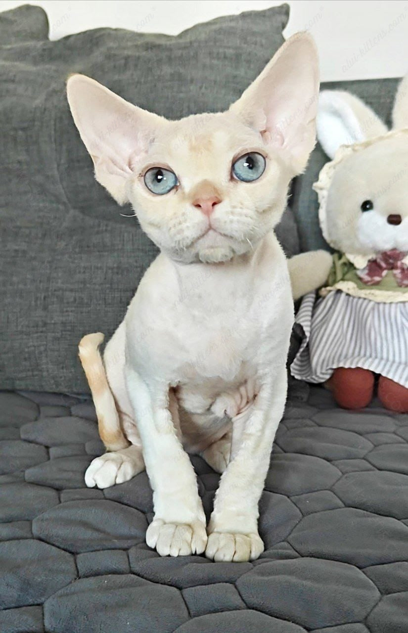 Devon rex kitten name "Koul"