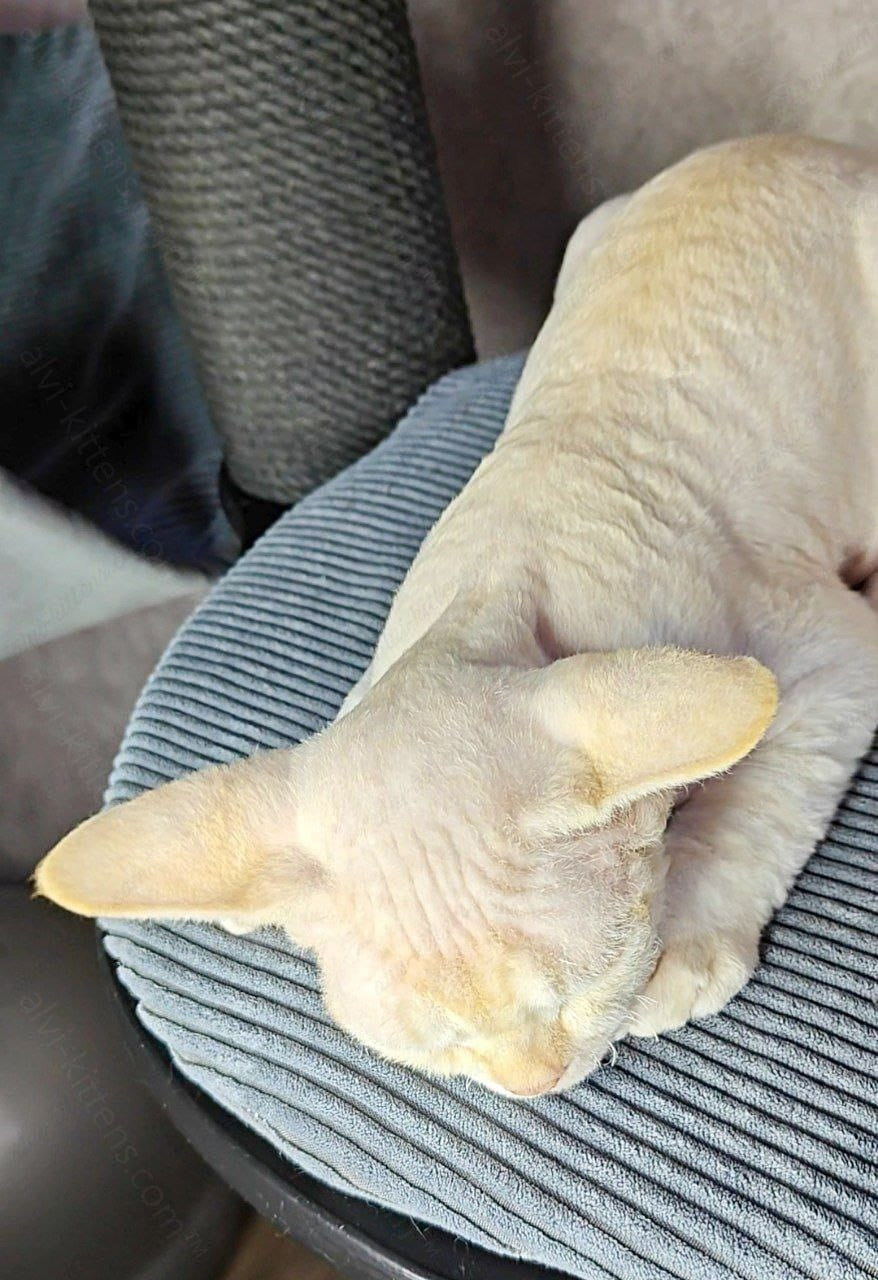 Devon rex kitten name "Koul"