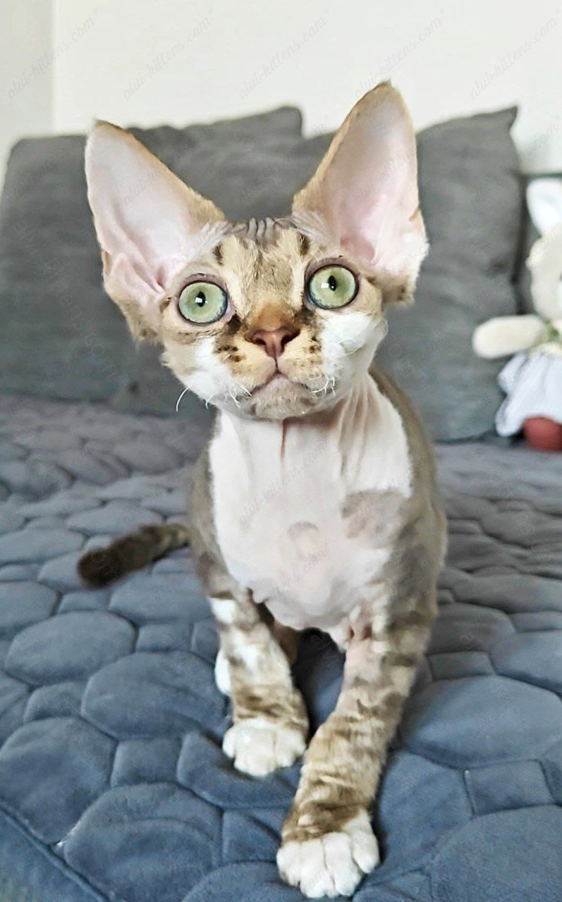 Devon rex kitten name "Kioshi"