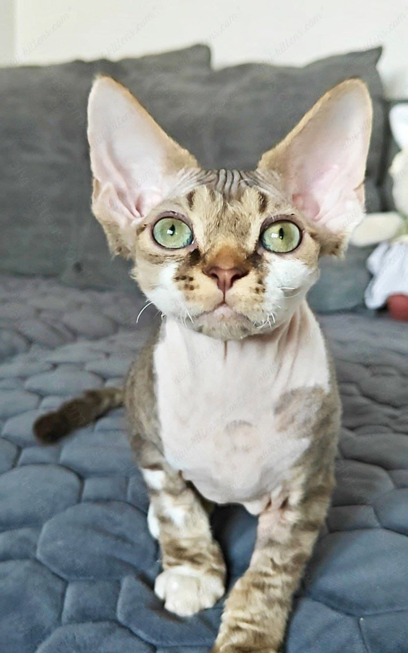 Devon rex kitten name "Kioshi"