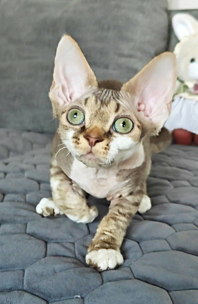 Devon rex kitten name "Kioshi"