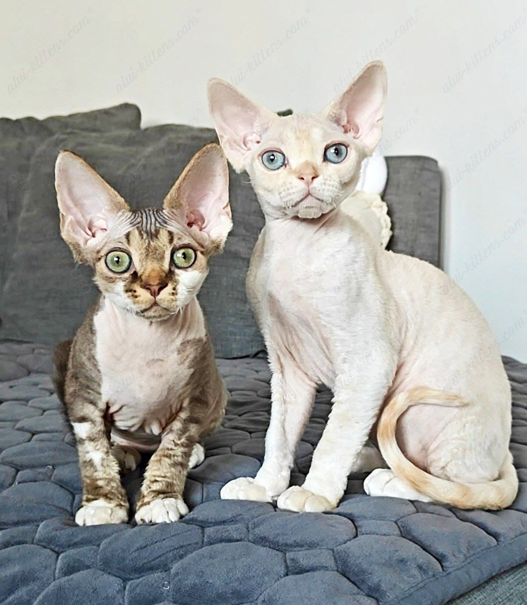 Devon rex kitten name "Kioshi"