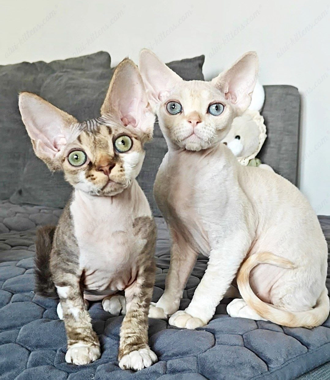 Devon rex kitten name "Kioshi"