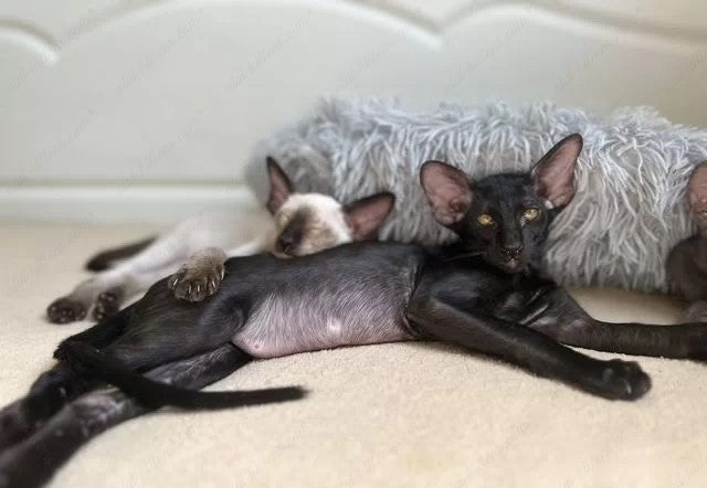 Oriental kitten name "ORm-x23"