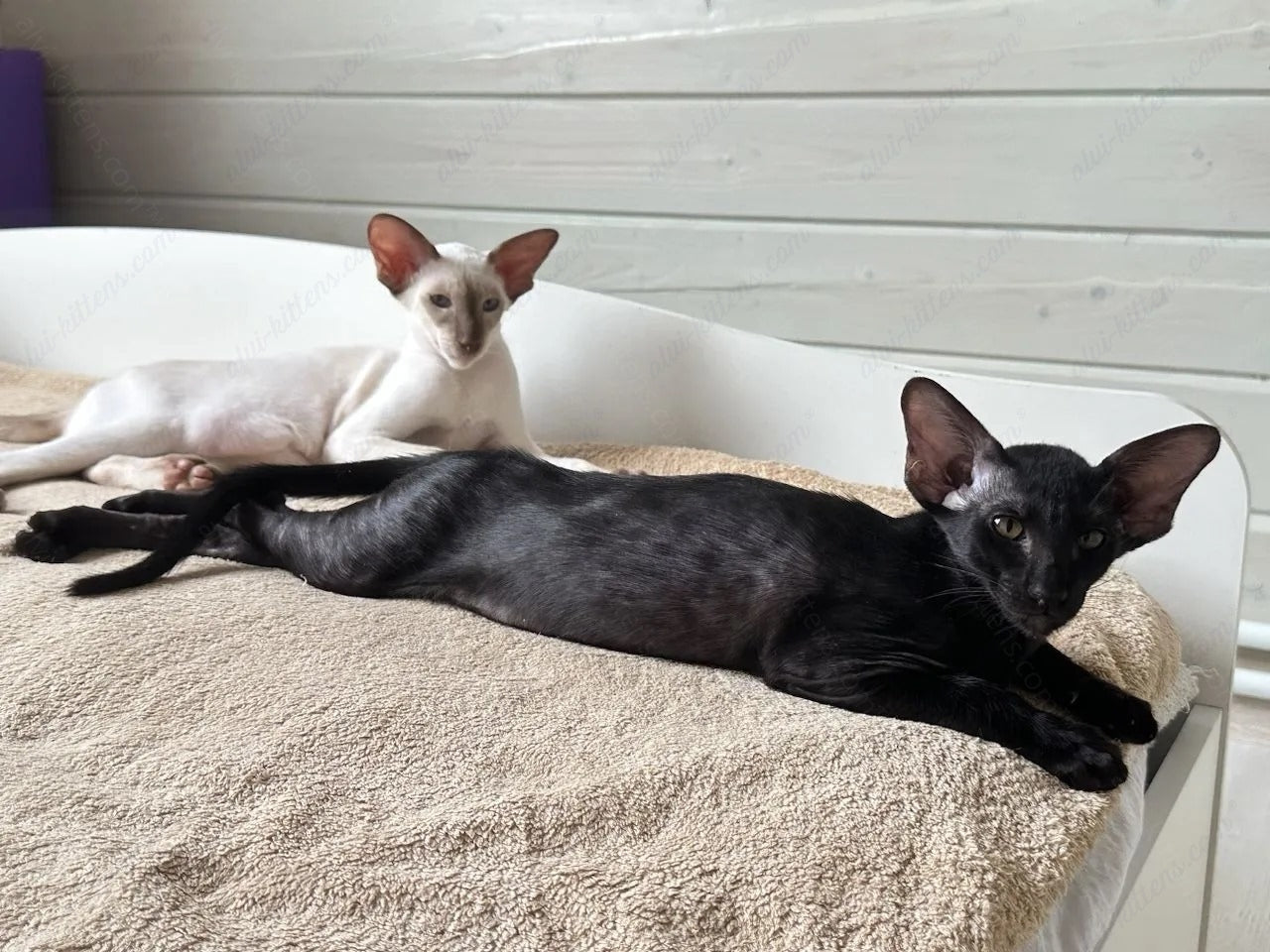 Oriental kitten name "ORm-x23"