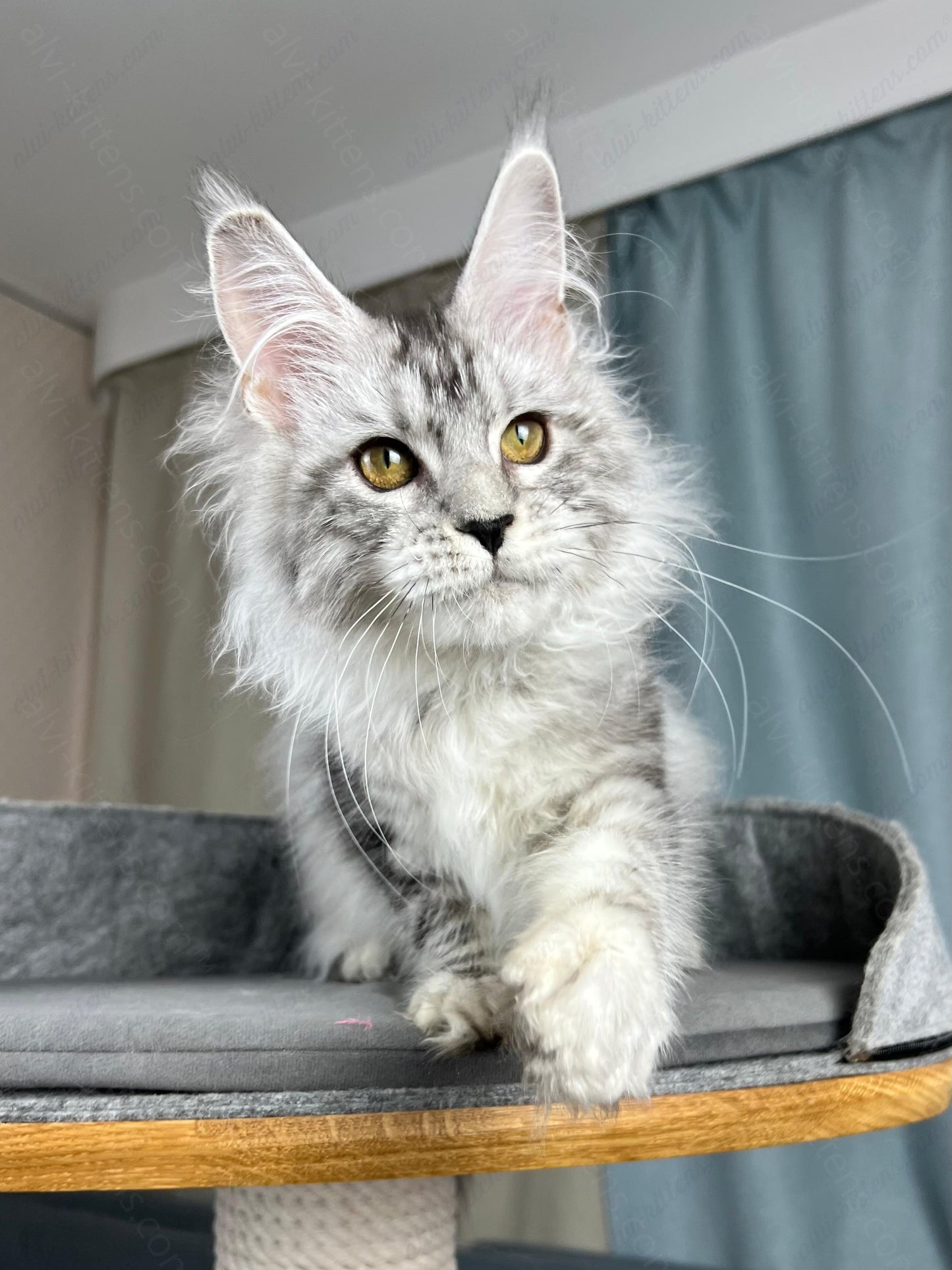 Maine Coon Kitten Name "Danika"