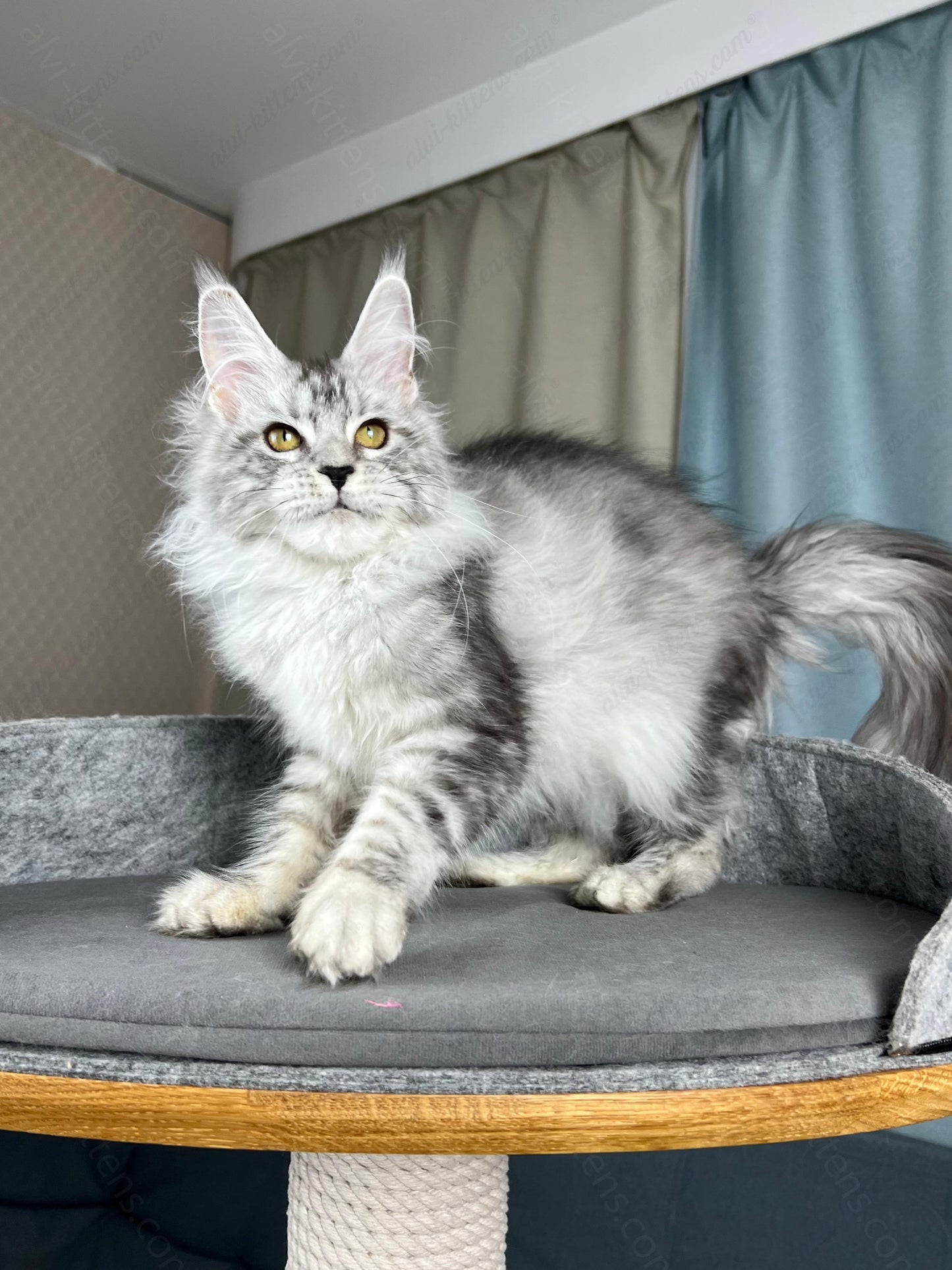 Maine Coon Kitten Name "Danika"