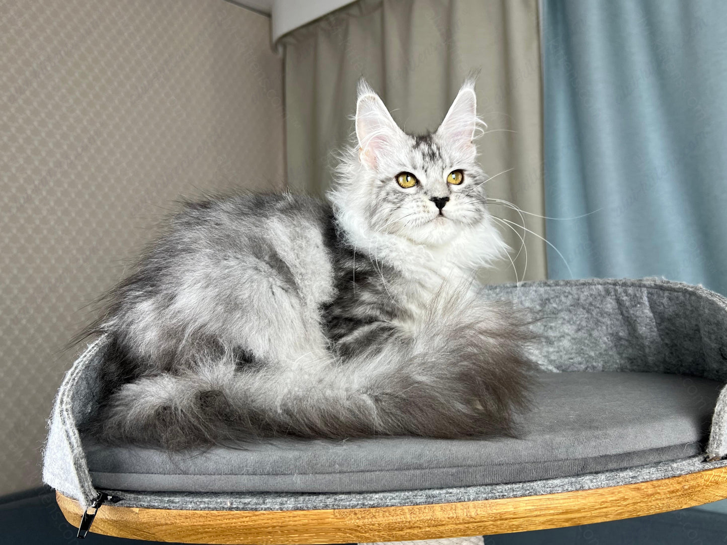 Maine Coon Kitten Name "Danika"