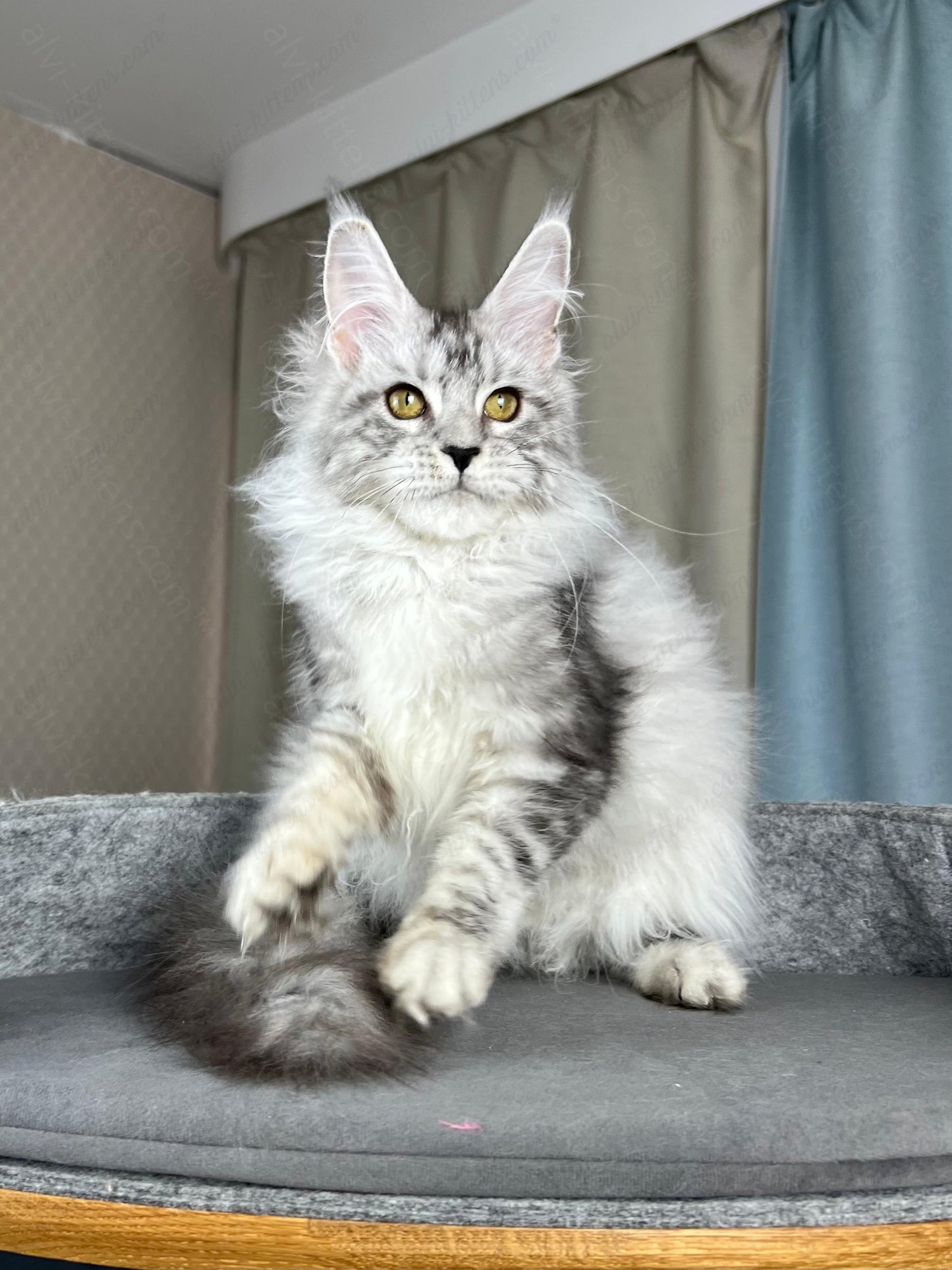 Maine Coon Kitten Name "Danika"