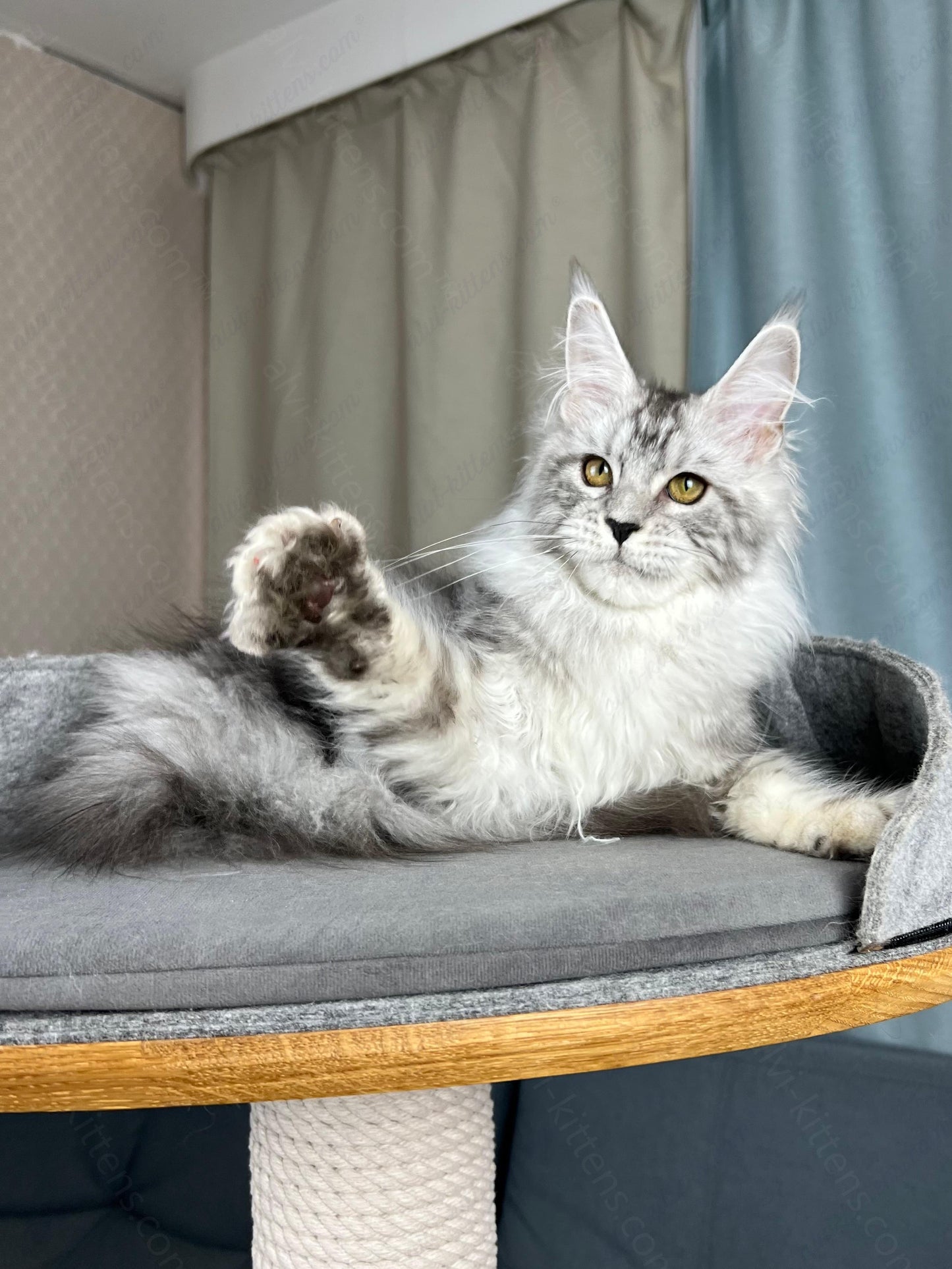 Maine Coon Kitten Name "Danika"