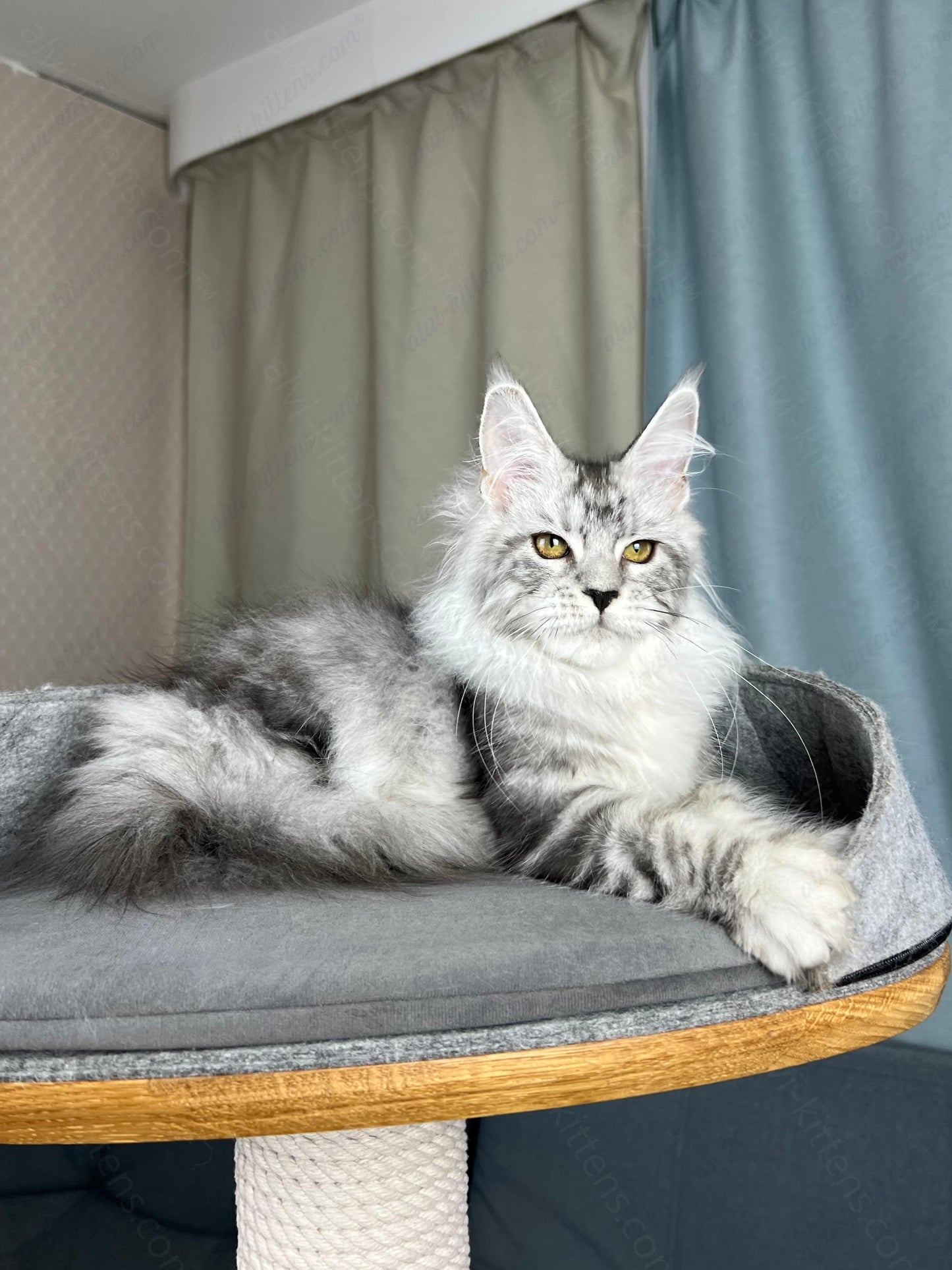 Maine Coon Kitten Name "Danika"