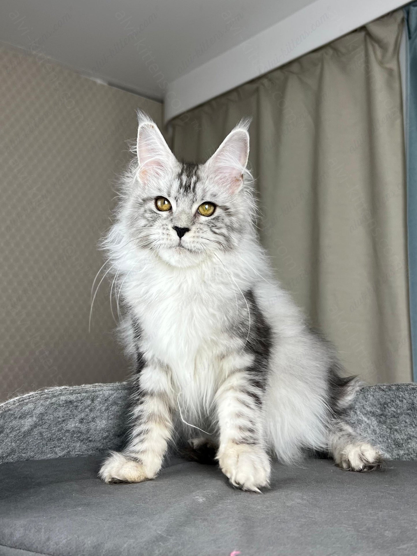 Maine Coon Kitten Name "Danika"