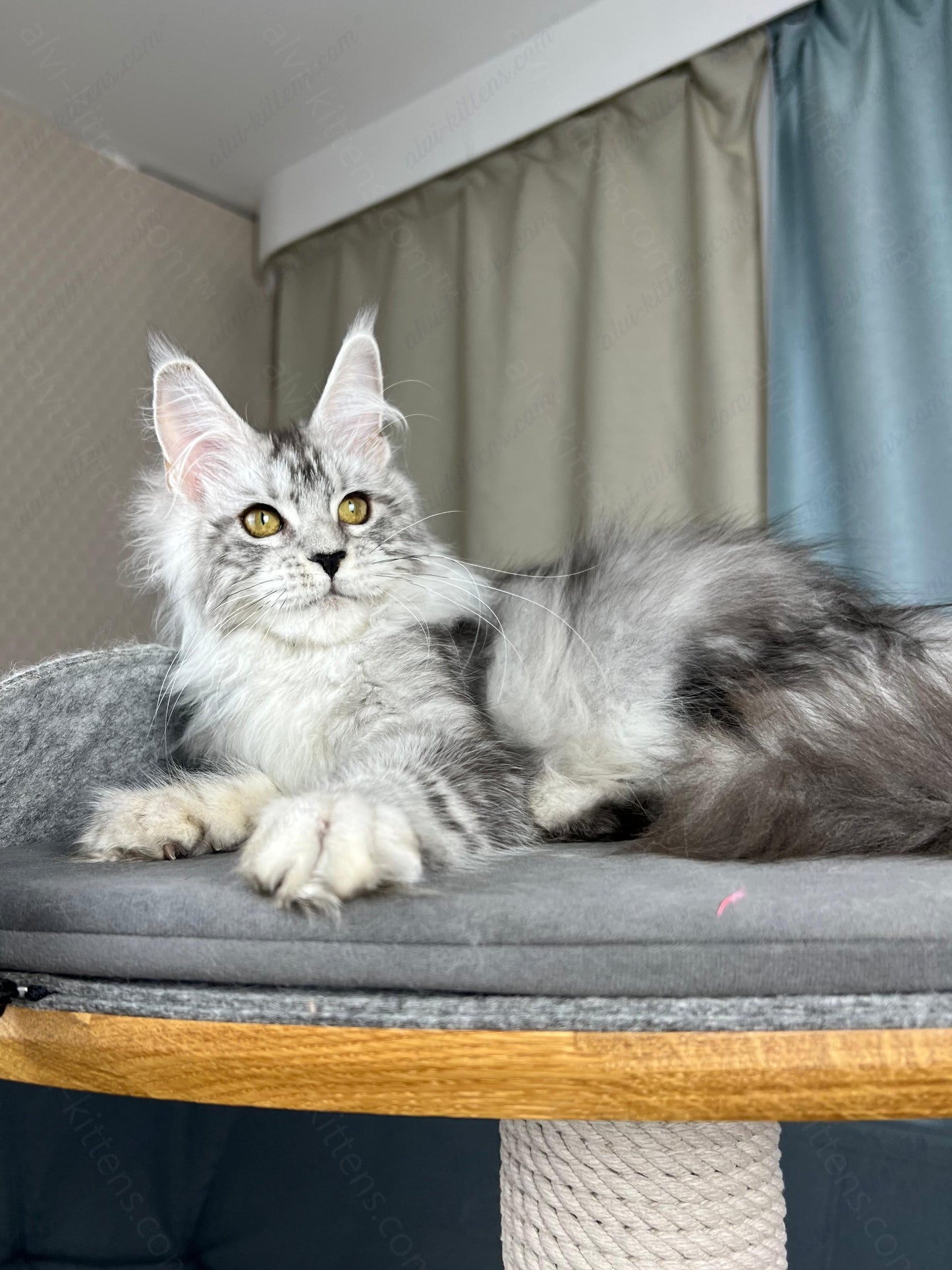 Maine Coon Kitten Name "Danika"