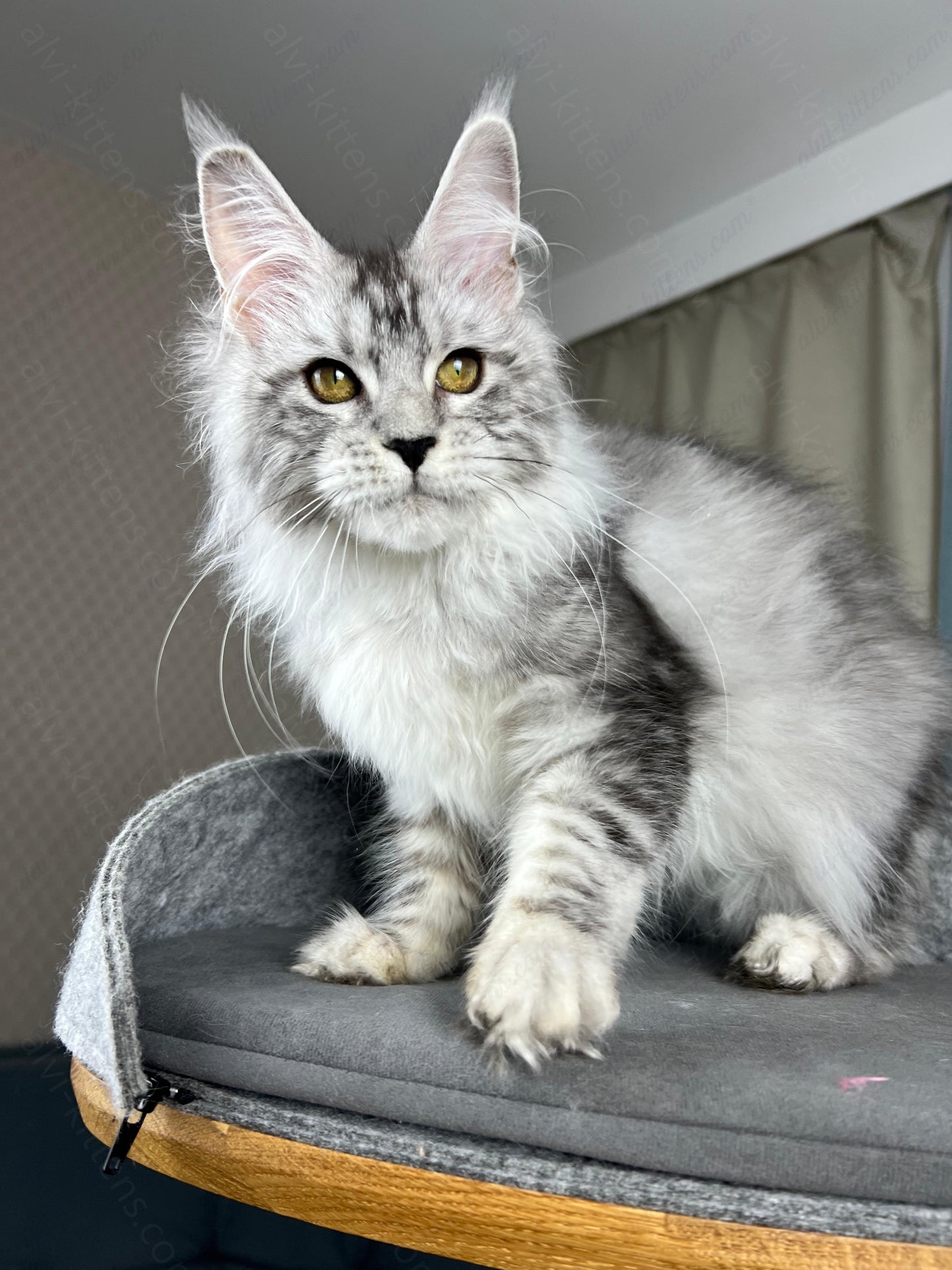 Maine Coon Kitten Name "Danika"