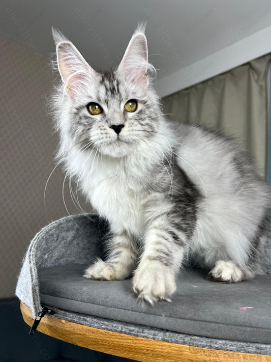 Maine Coon Kitten Name "Danika"
