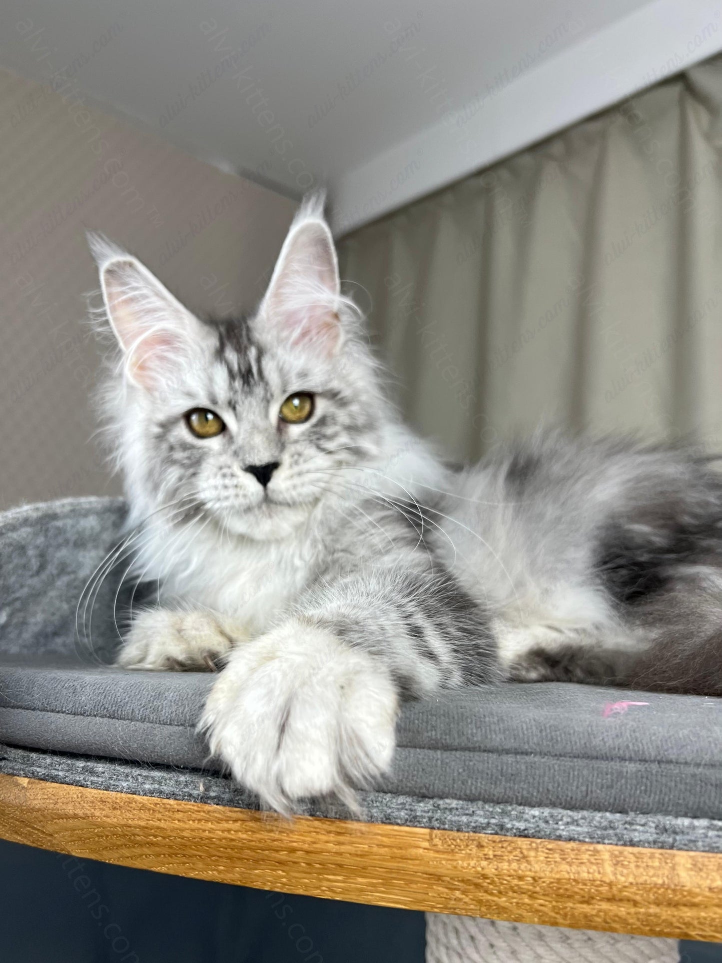 Maine Coon Kitten Name "Danika"