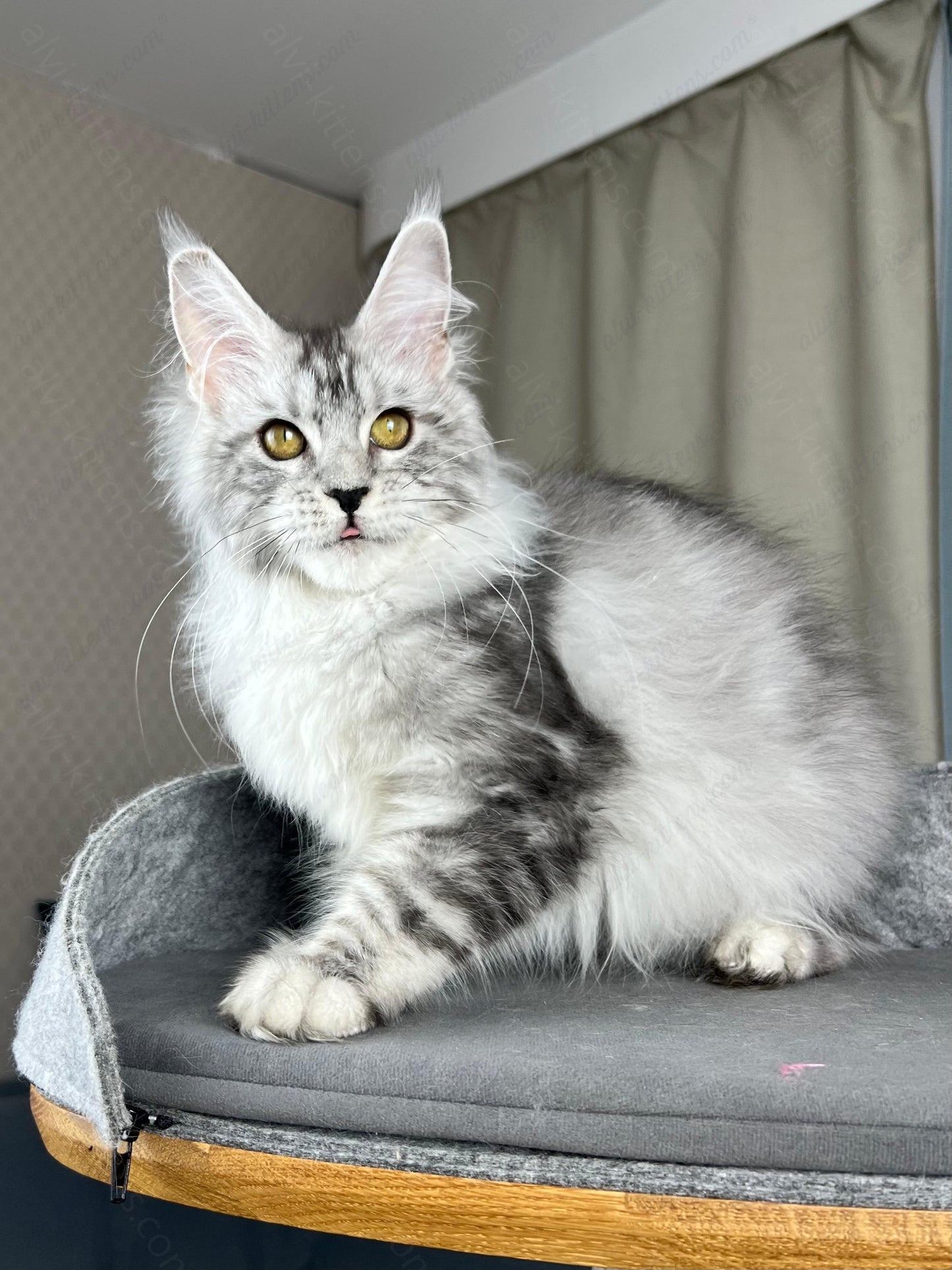 Maine Coon Kitten Name "Danika"
