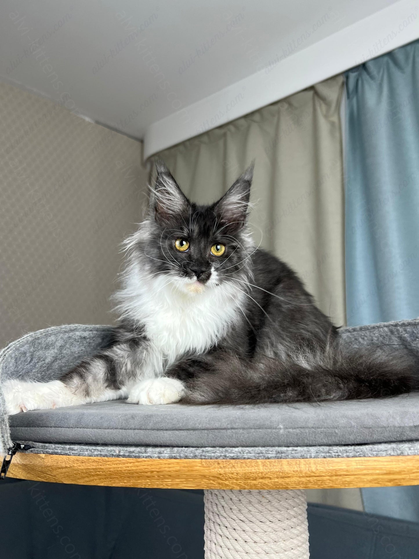 Maine Coon Kitten Name "Coca-Cola"