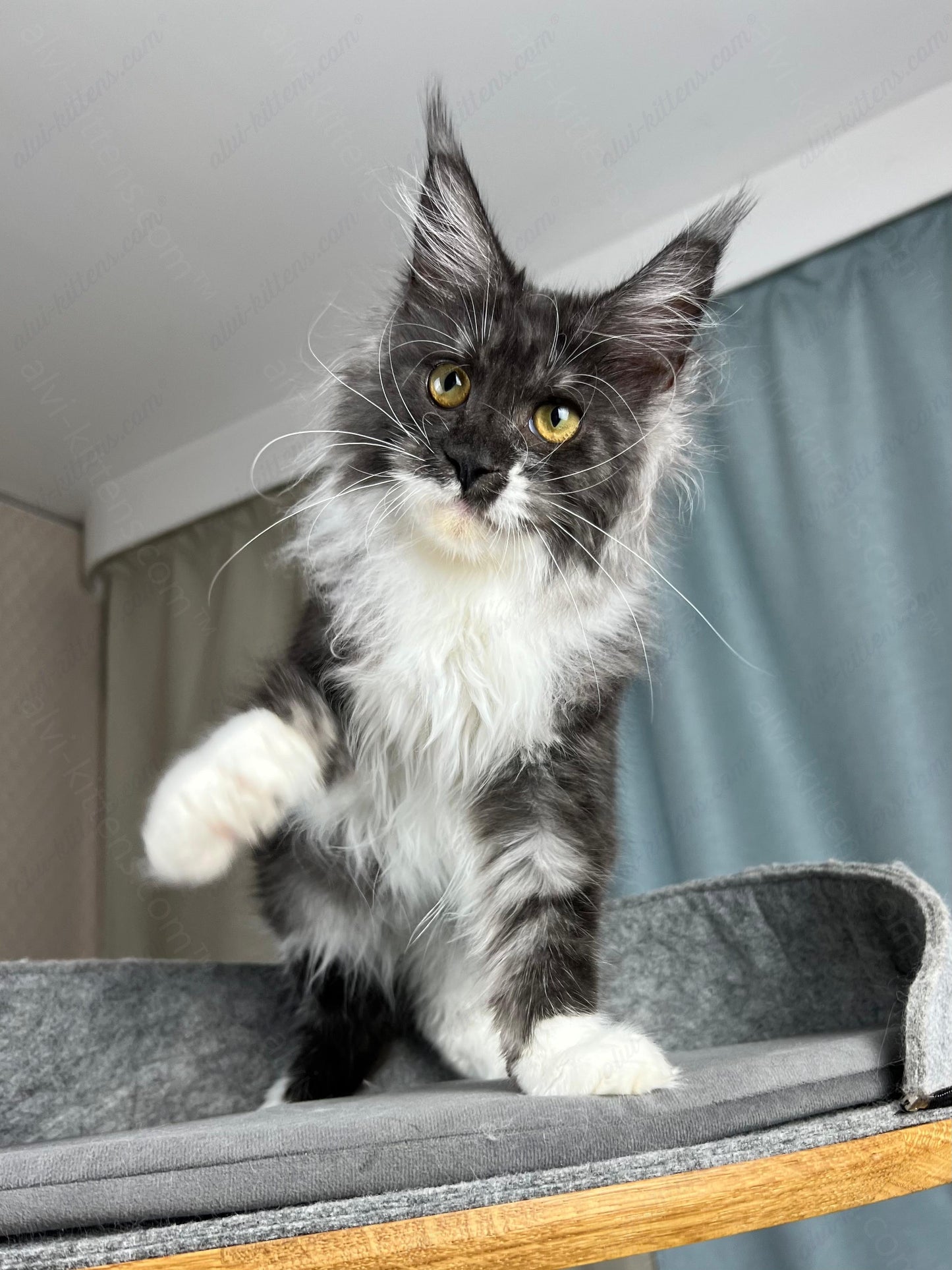 Maine Coon Kitten Name "Coca-Cola"