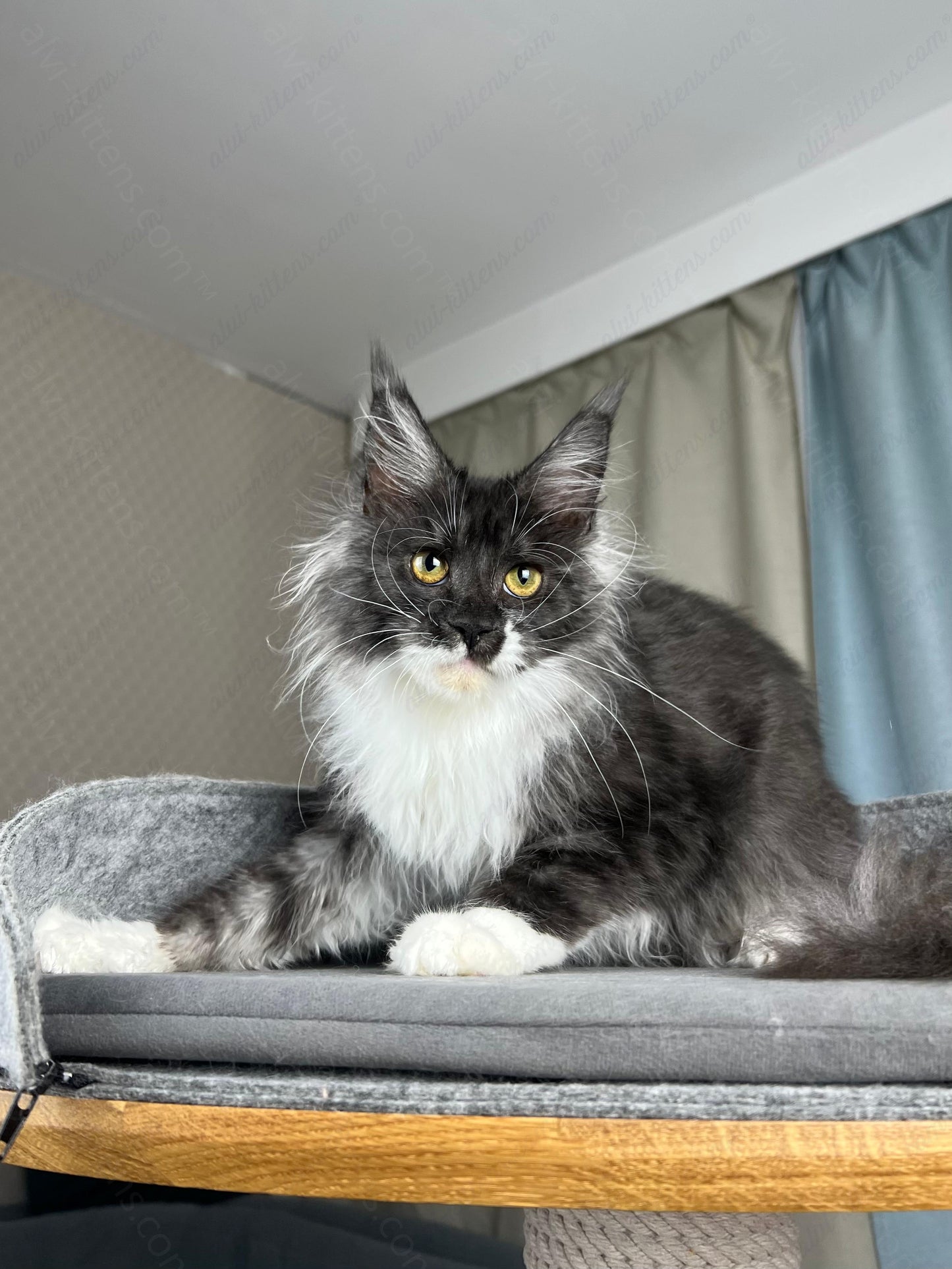 Maine Coon Kitten Name "Coca-Cola"