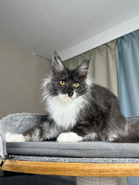 Maine Coon Kitten Name "Coca-Cola"