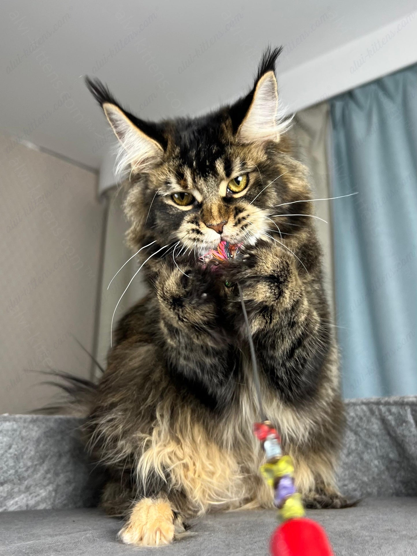 Maine Coon Kitten Name "Butterfly"