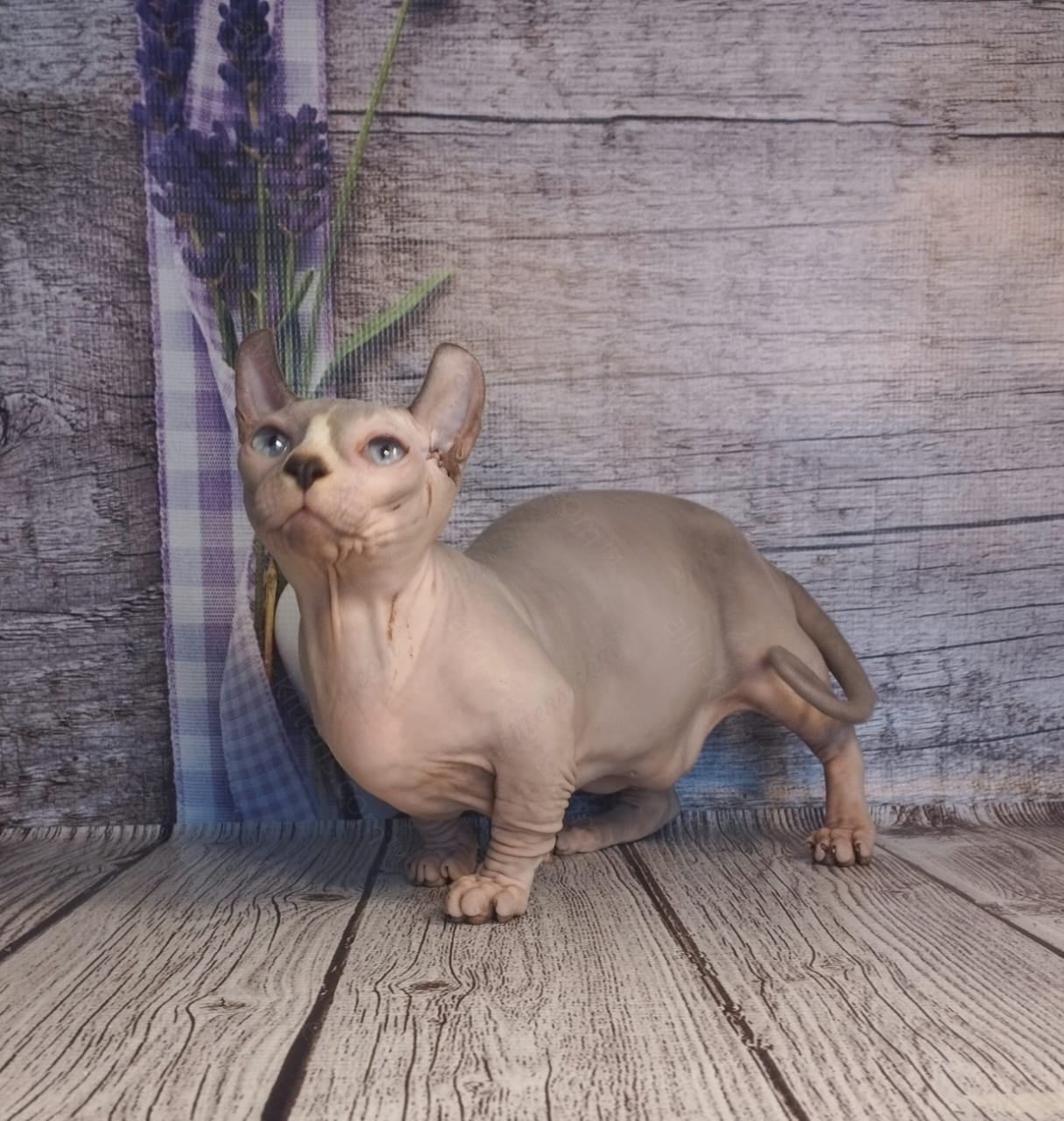Dwelf Kitten Name "Dm-003"