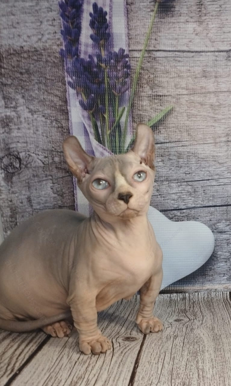 Dwelf Kitten Name "Dm-003"