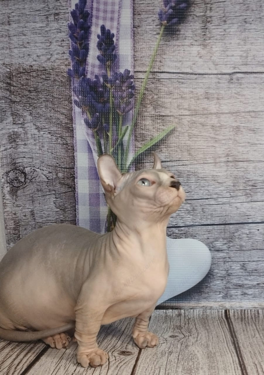 Dwelf Kitten Name "Dm-003"
