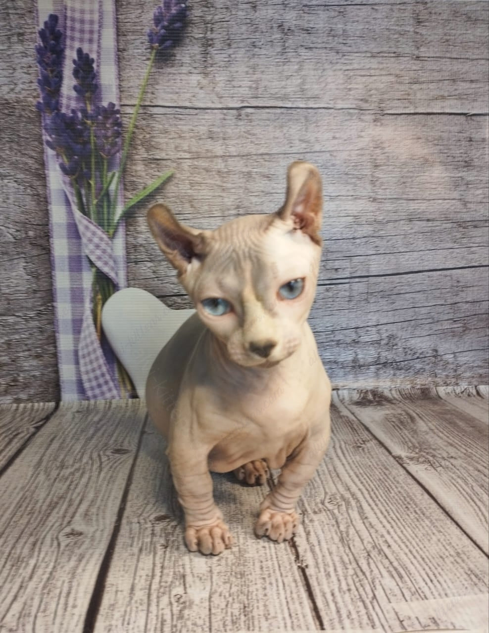 Dwelf Kitten Name "Dm-003"