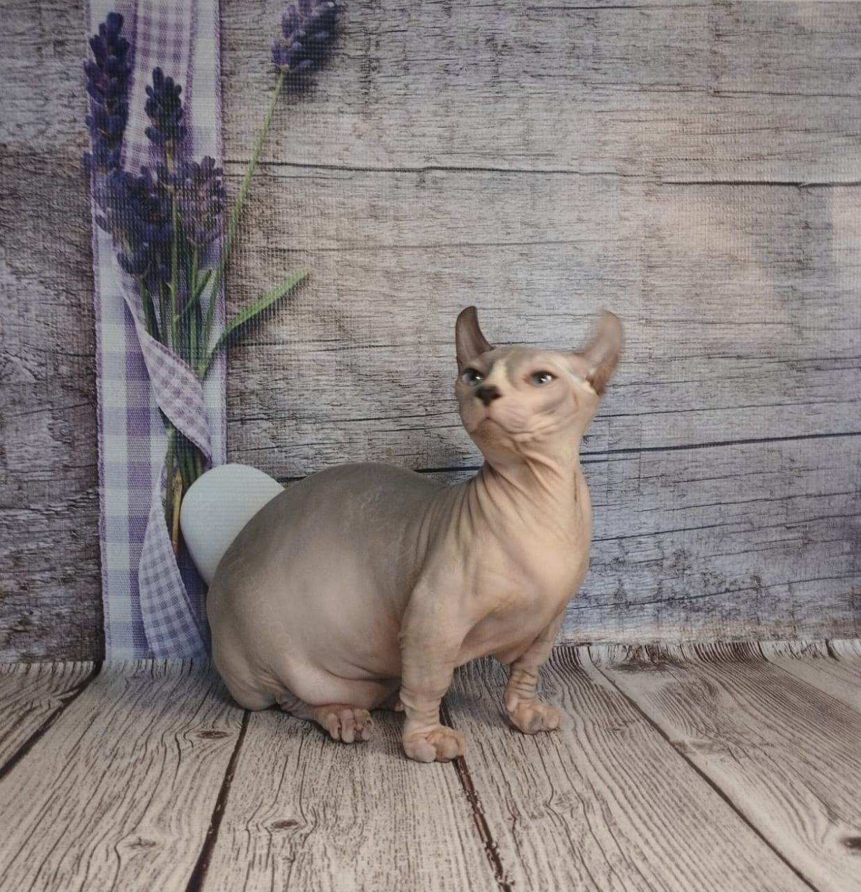 Dwelf Kitten Name "Dm-003"