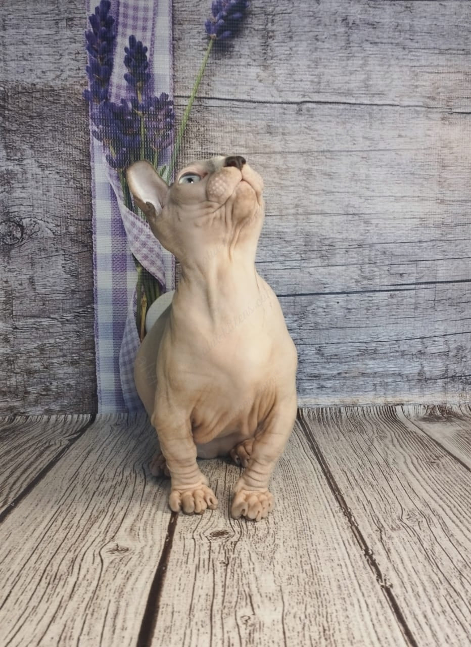 Dwelf Kitten Name "Dm-003"